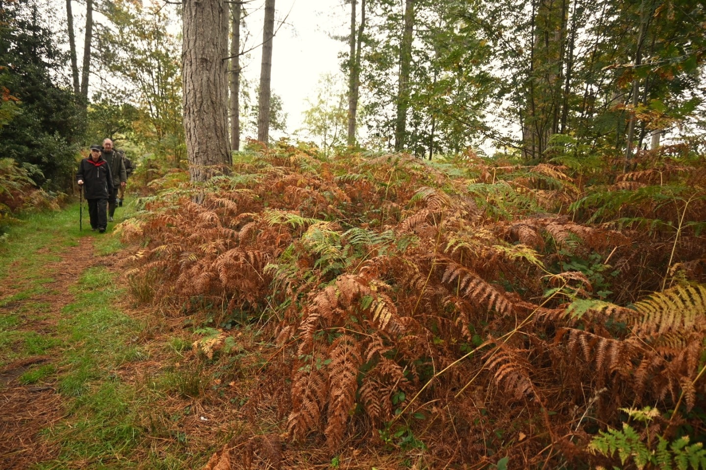 Meriden- The centre of England