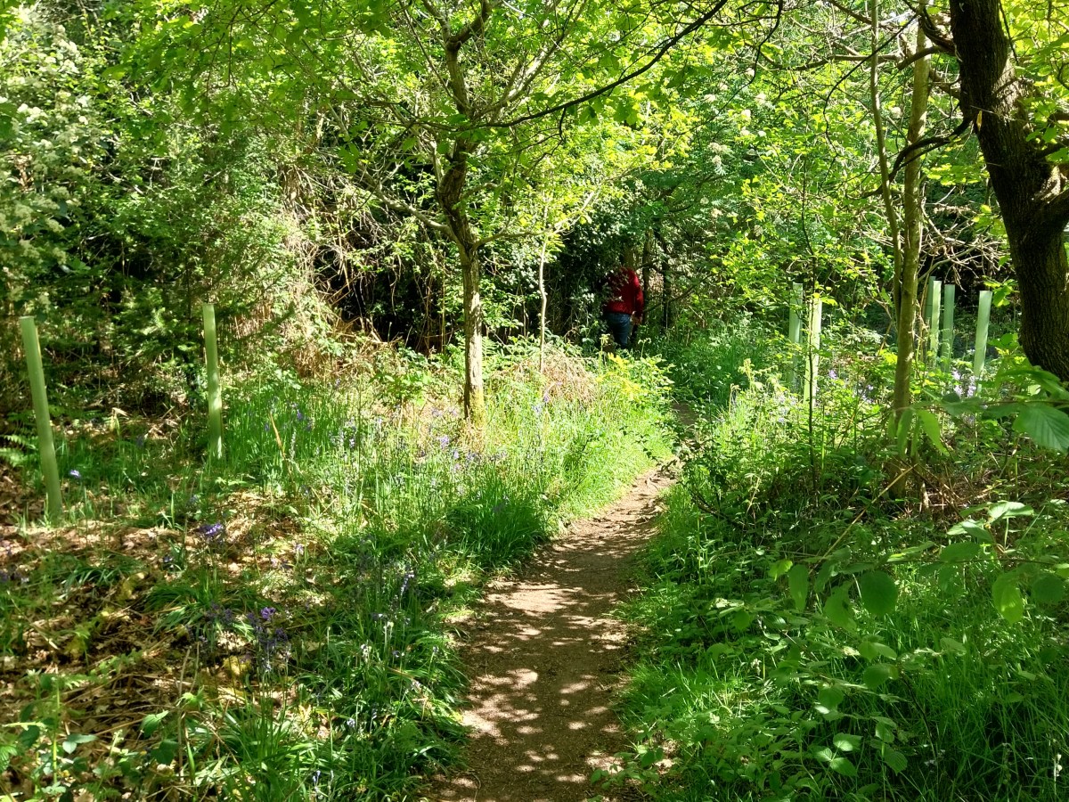Walking in the&nbsp;woods